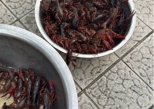儀征龍蝦調料價格突現大跌，市場供需與季節因素成主因